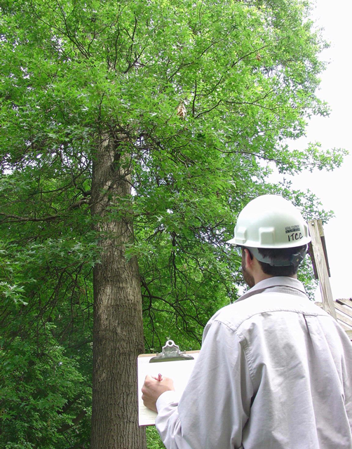 Photo courtesy: Andrew Koeser, International Society of Arboriculture