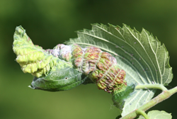 Aphids