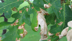 Anthracnose (Apiognomonia)