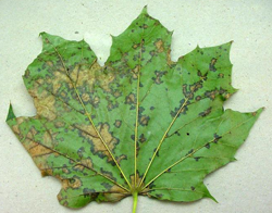 Anthracnose (Aureobasidium)