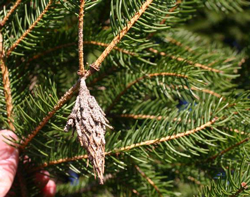 Bagworm