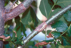 Canker (Botryosphaeria)