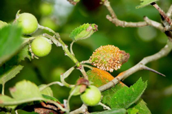 Cedar/Quince Rust (Gymnosporangium)