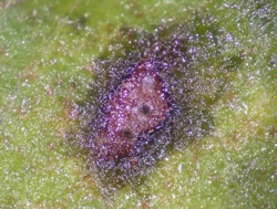 Leaf Spot (Cercospora)