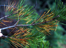 Needle Blight (Dothistroma/Mycosphaerella pini)