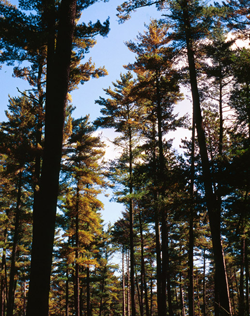 Environmental (White Pine Decline)