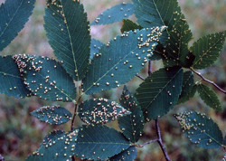 Elm Eriophyid Mite