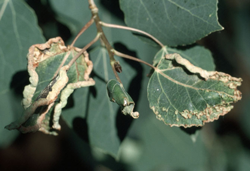 Mite (Eriophyid)