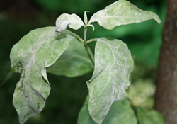 Powdery Mildew (Erysiphe/Microsphaera)