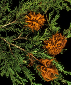 Cedar/Apple Rust (Gymnosporangium)