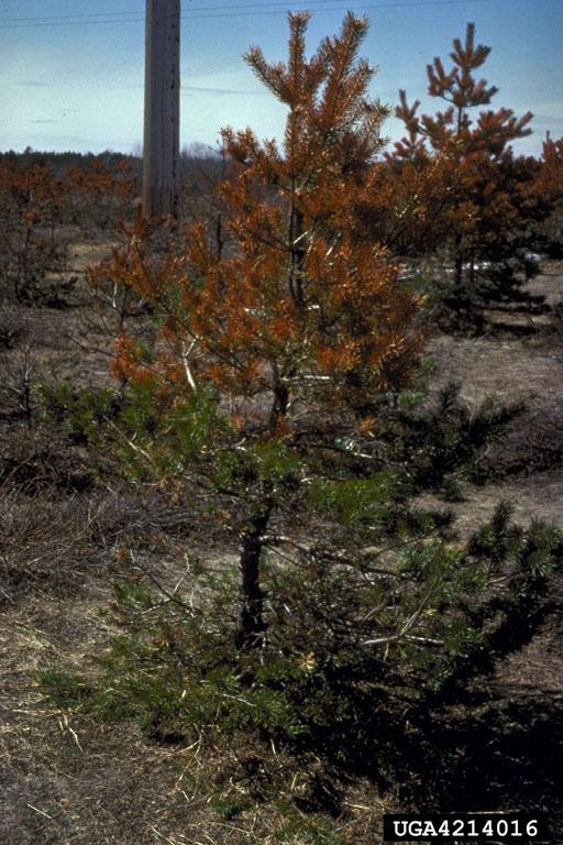 Environmental (Winter Drying)