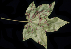 Anthracnose (Kabatiella)