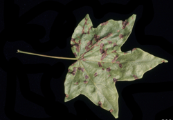 Anthracnose (Kabatiella)