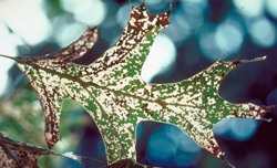 Leaf Skeletonizer