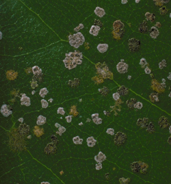 Parasitic (Leaf Spot)