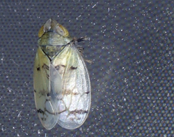 Leafhopper