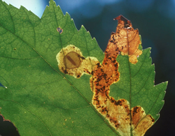 Leaf Miner