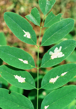 Leafminer