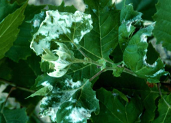 Powdery Mildew (Microsphaera/Erysiphe)