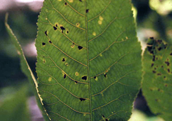 Downy Spot (Microstroma)