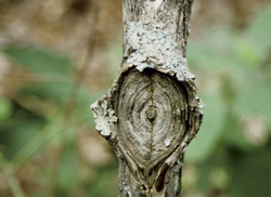 Canker (Nectria)