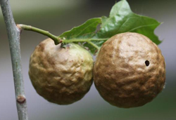 Oak Apple Gall