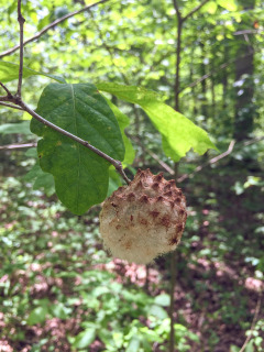 oak-gall