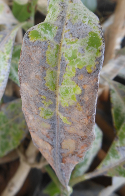 Powdery Mildew (Oidium)