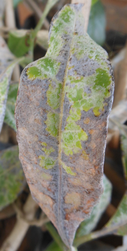 Powdery Mildew (Oidium)