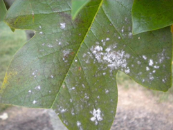 Powdery Mildew (Oidium)