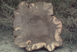 Dutch Elm Disease (Ophiostoma)