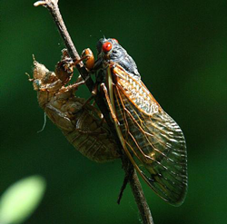 Periodic Cicada