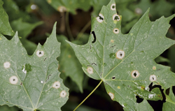 Leaf Spot (Phyllosticta)