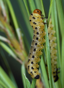 Pine Sawfly