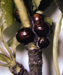 UNITED STATES NATIONAL COLLECTION OF SCALE INSECTS PHOTOGRAPHS , USDA AGRICULTURAL RESEARCH SERVICE, BUGWOOD.ORG