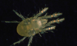 Spider Mite