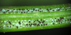 Needle Blight (Stigmina)