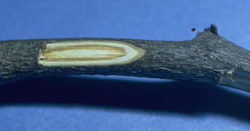 Wilt (Verticillium)