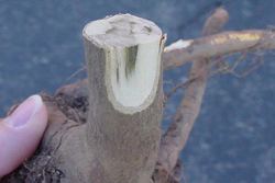 Wilt (Verticillium)