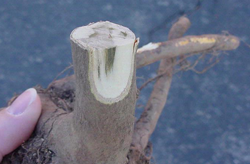 Wilt (Verticillium)