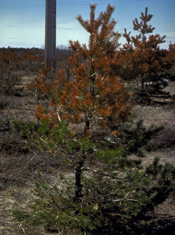 MINNESOTA DEPARTMENT OF NATURAL RESOURCES - FIA, MINNESOTA DEPARTMENT OF NATURAL RESOURCES, BUGWOOD.ORG