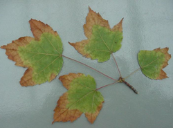 Bacterial Leaf Scorch (Xylella)